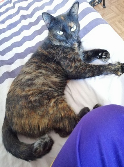 Chat perdu